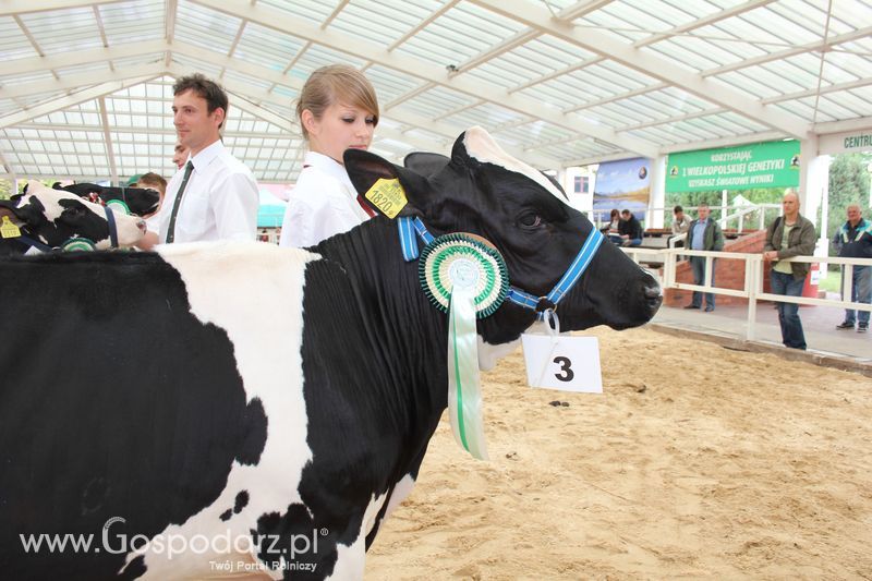 Wystawa bydła Sielinko 2011