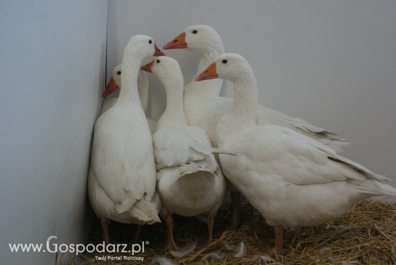 Gęsi, kury, kaczki, strusie na XXV Krajowej Wystawie Zwierząt Hodowlanych