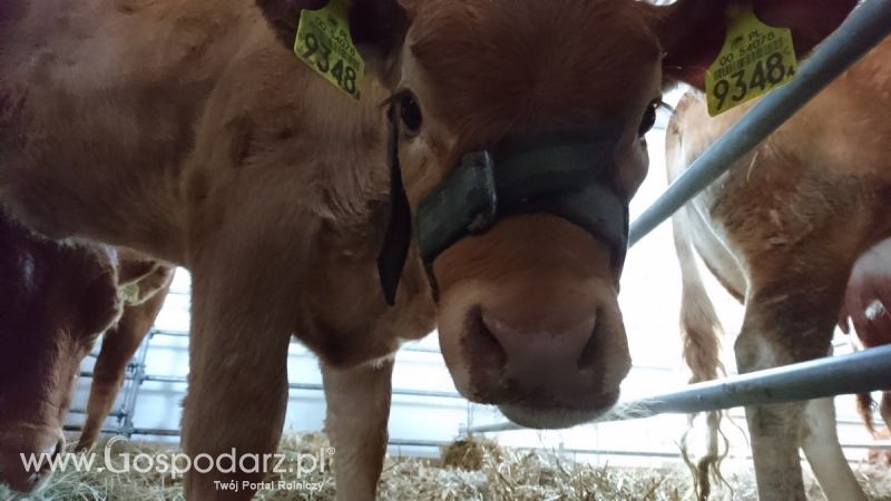 Narodowa Wystawa Zwierząt Hodowlanych 2019