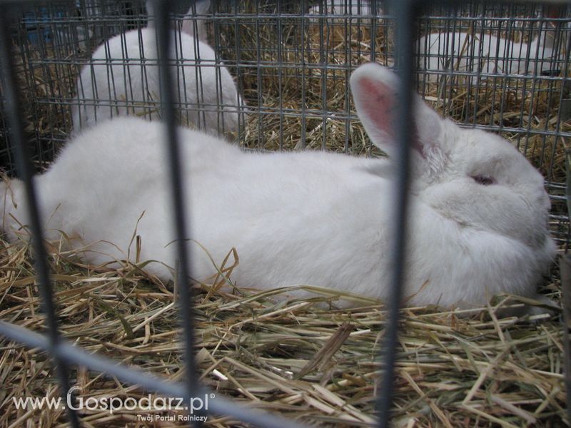 Króliki, nutrie, lisy, norki i inne futerkowe zwierzęta na XXV KWZH