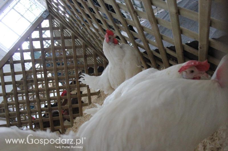XXVI Krajowa Wystawa Zwierząt Hodowlanych - sobota i niedziela