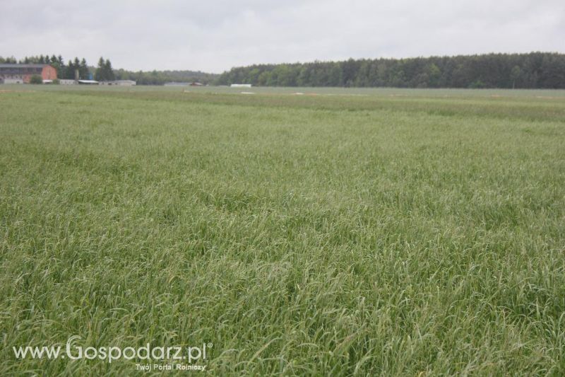 Polskie Zboża i Zielone Agro Show 2013