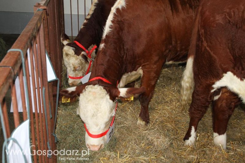 I Krajowa Wystawa Bydła Mięsnego w Sielinku - sobota