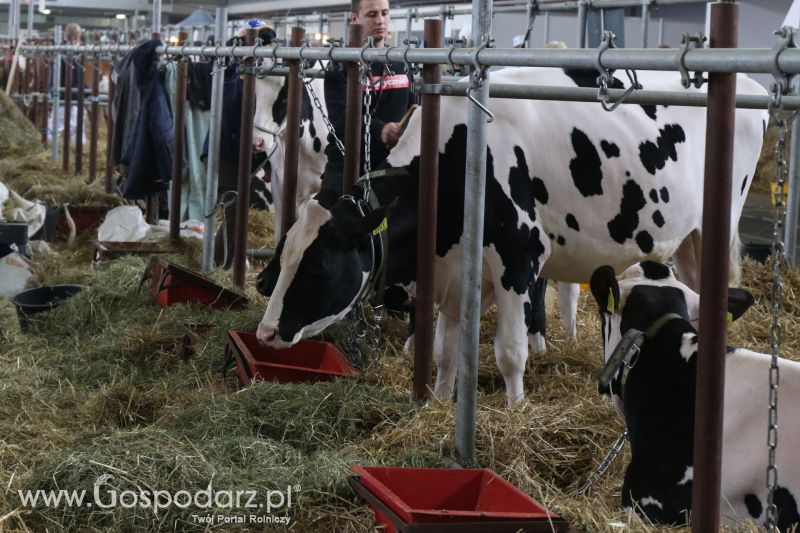 Krajowa Wystawa Zwierząt Hodowlanych w Poznaniu 2017 (piątek, 5 maja)