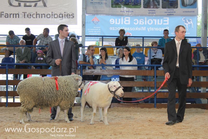 Wręczenie nagród na XVIII Regionalnej Wystawie Zwierząt Hodowlanych w Szepietowie