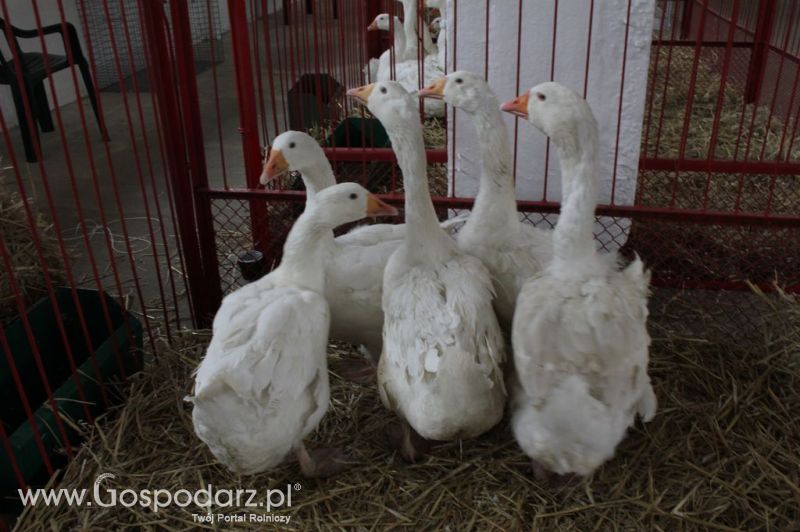 Drób - Szepietowo 2012 XIX Regionalna Wystawa Zwierząt Hodowlanych