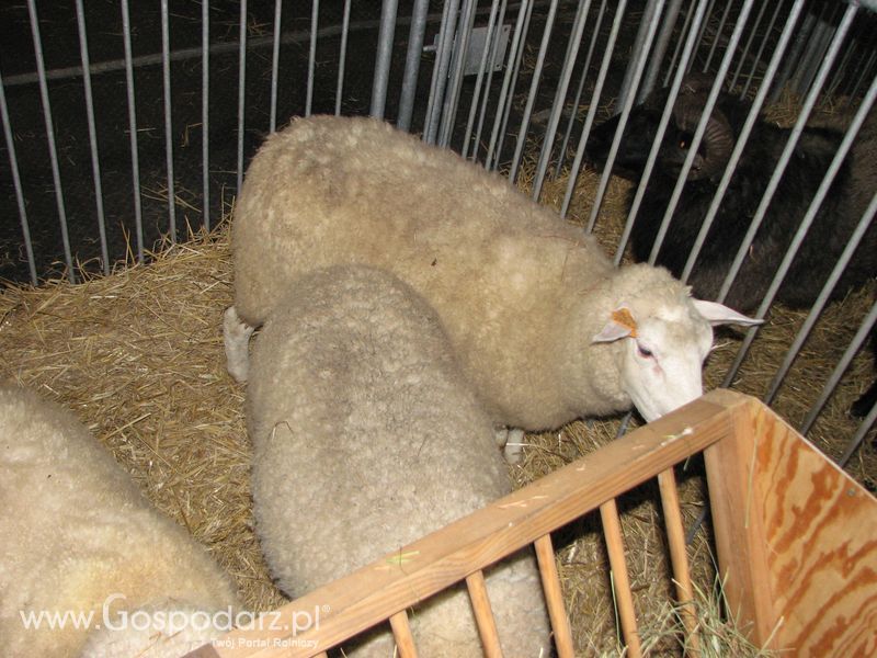 Owce i kozy na XXV Krajowej Wystawie Zwierząt Hodowlanych