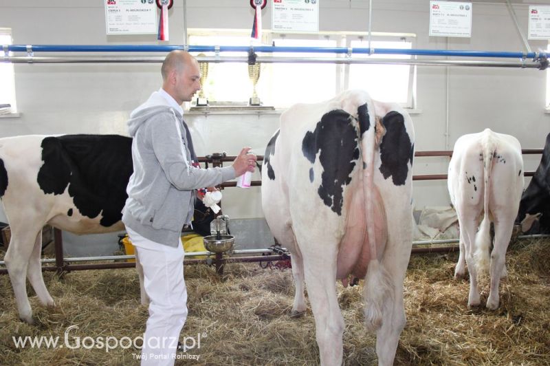 VII Ogólnopolska Wystawa Bydła Hodowlanego - Sielinko 2012