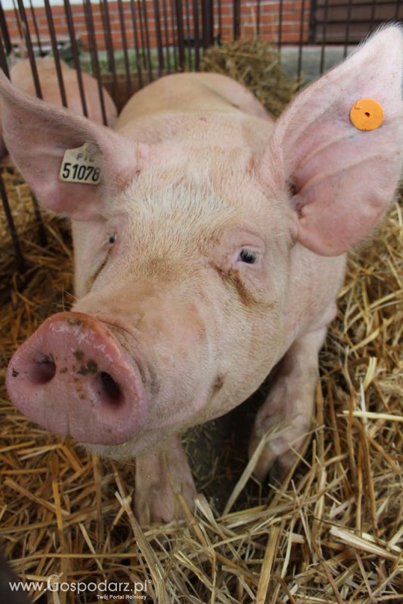 Wielkopolskie Targi Rolnicze „Sielinko 2011”  - Sobota