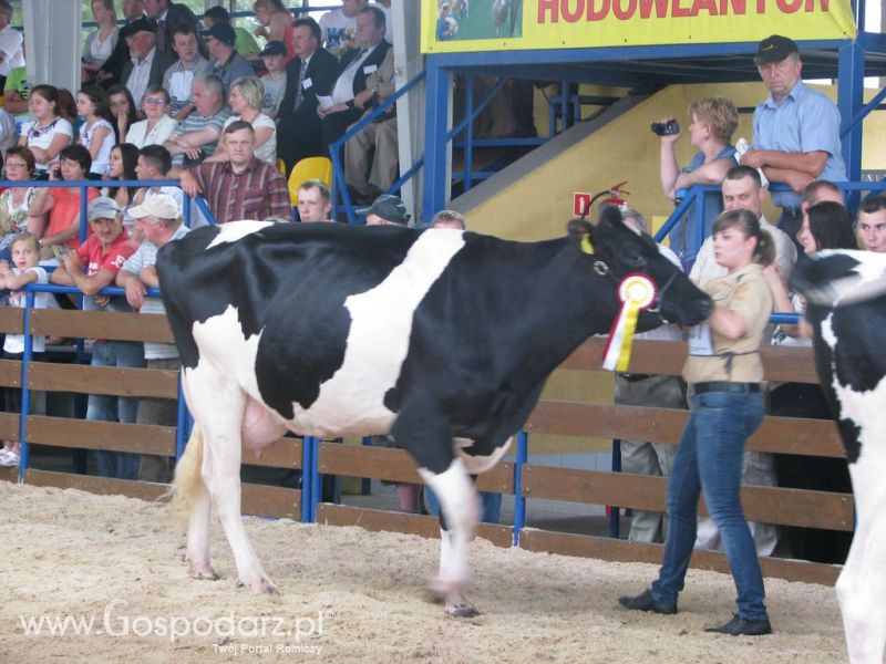 Bydło - Szepietowo 2012 XIX Regionalna Wystawa Zwierząt Hodowlanych