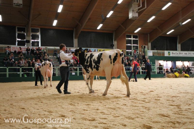Wystawa  Blickpunkt Rind 2013 w miejscowości Paaren/Glien (Niemcy)