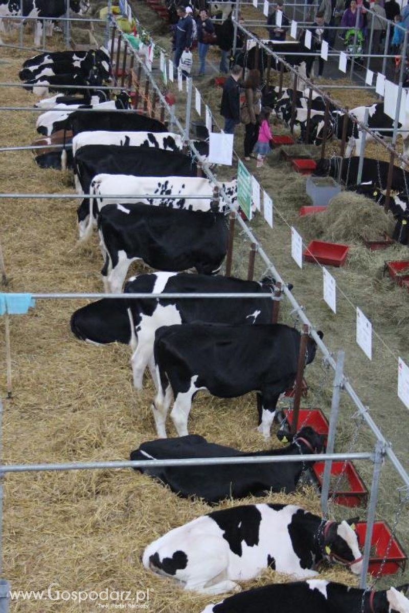XXVI Krajowa Wystawa Zwierząt Hodowlanych - sobota i niedziela