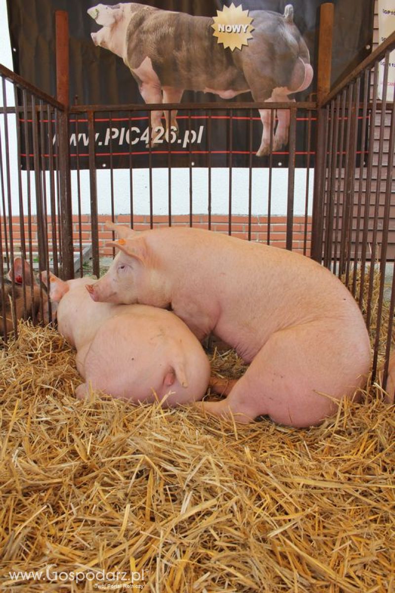 Wielkopolskie Targi Rolnicze „Sielinko 2011”  - Sobota