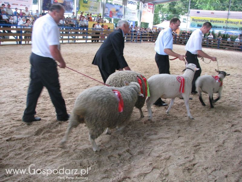 Owce- Szepietowo 2012 XIX Regionalna Wystawa Zwierząt Hodowlanych