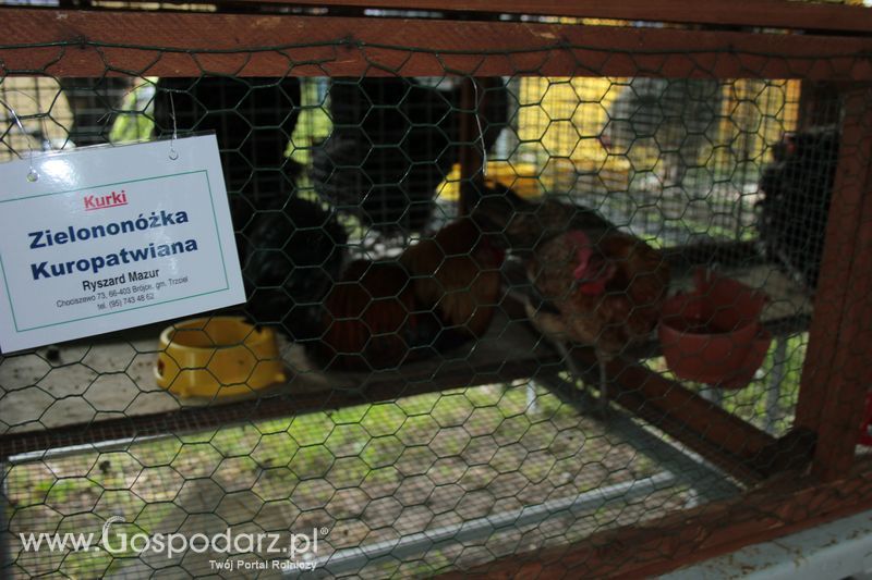 XX Targi Rolnicze Lubniewice - zwierzęta
