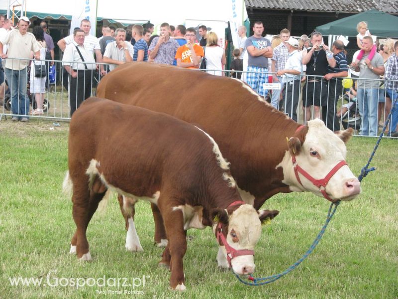 Bydło - Szepietowo 2012 XIX Regionalna Wystawa Zwierząt Hodowlanych