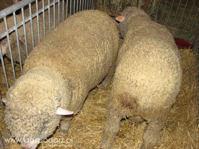 Owce i kozy na XXV Krajowej Wystawie Zwierząt Hodowlanych