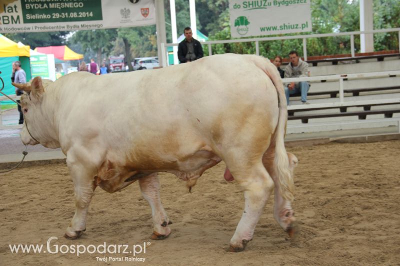 I Krajowa Wystawa Bydła Mięsnego w Sielinku - niedziela