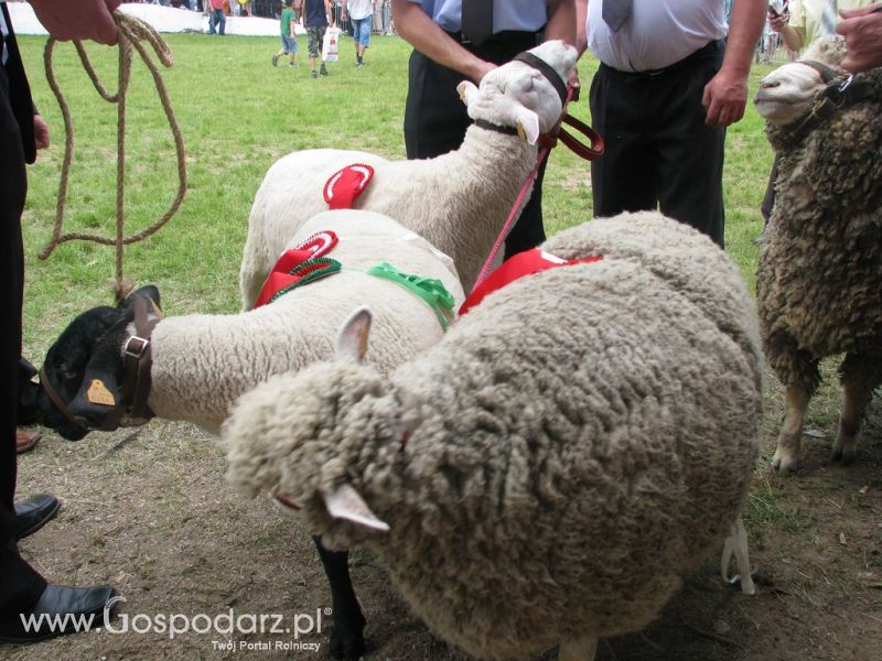 Owce- Szepietowo 2012 XIX Regionalna Wystawa Zwierząt Hodowlanych