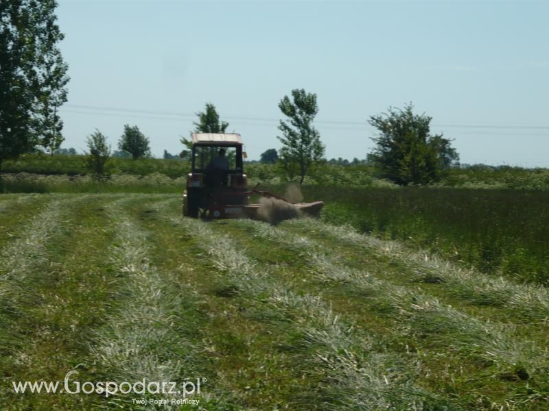 Sianokosy 2011