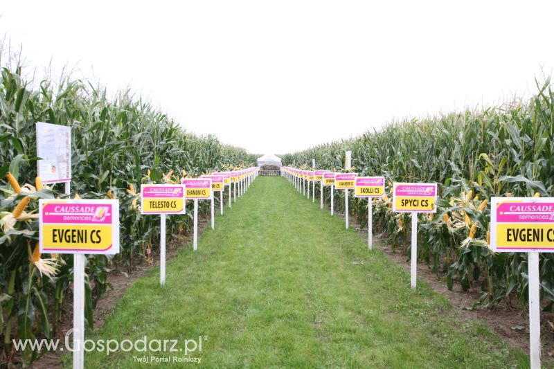 Poletka doświadczalne Caussade Nasiona w Dziećmiarkach 2017