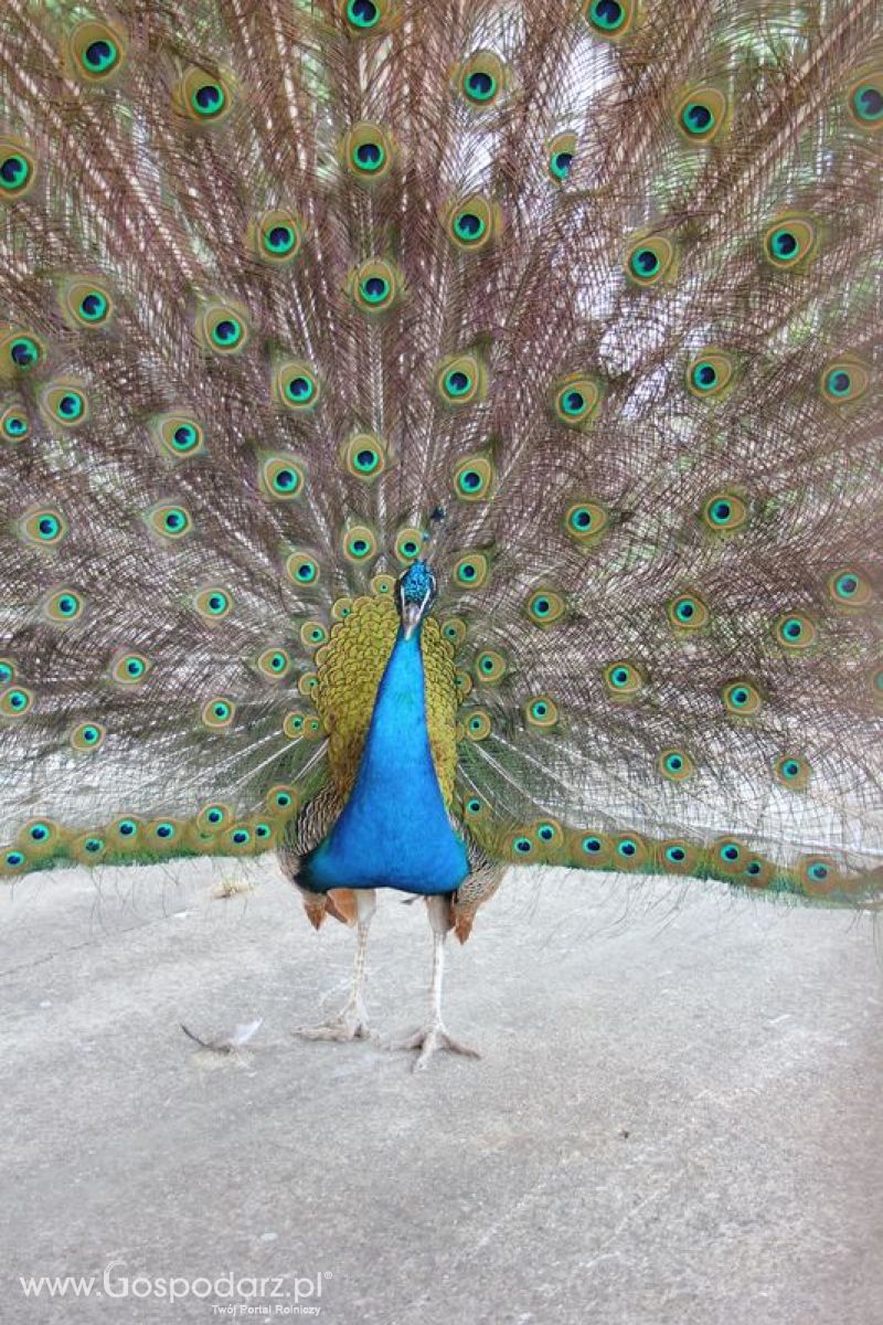 Wielkopolskie Targi Rolnicze „Sielinko 2011”  - Sobota