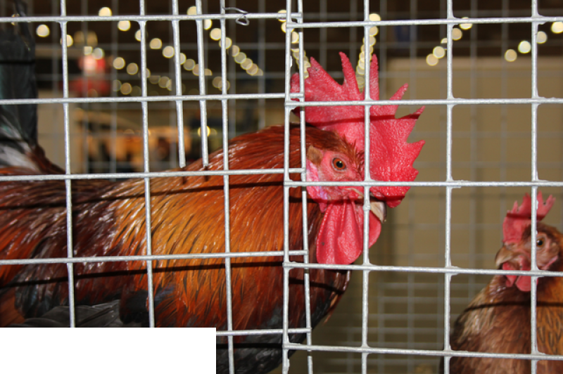 Międzynarodowe Targi Hodowli Zwierząt FARMA