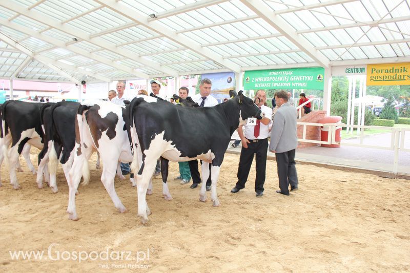 Wystawa bydła Sielinko 2011