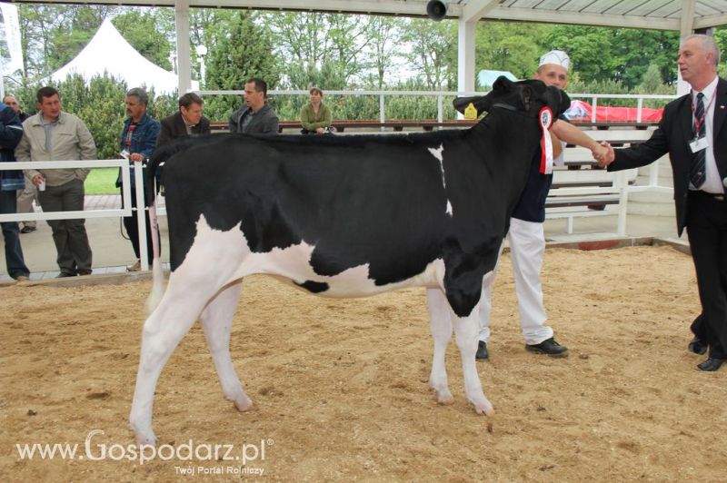 VII Ogólnopolska Wystawa Bydła Hodowlanego - Sielinko 2012