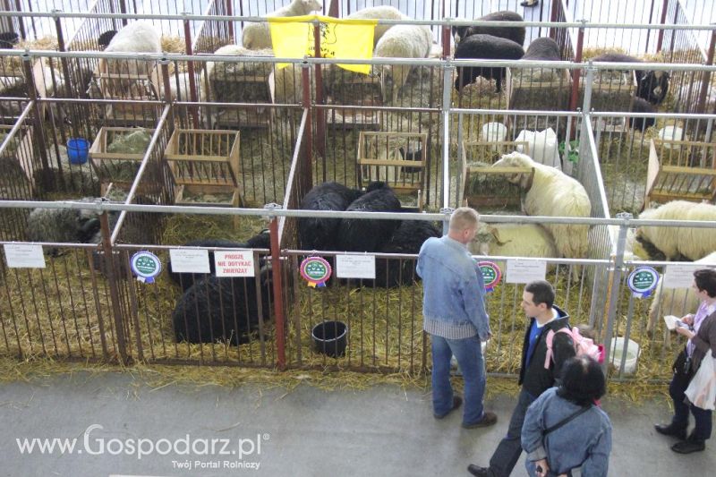 XXVI Krajowa Wystawa Zwierząt Hodowlanych - sobota i niedziela