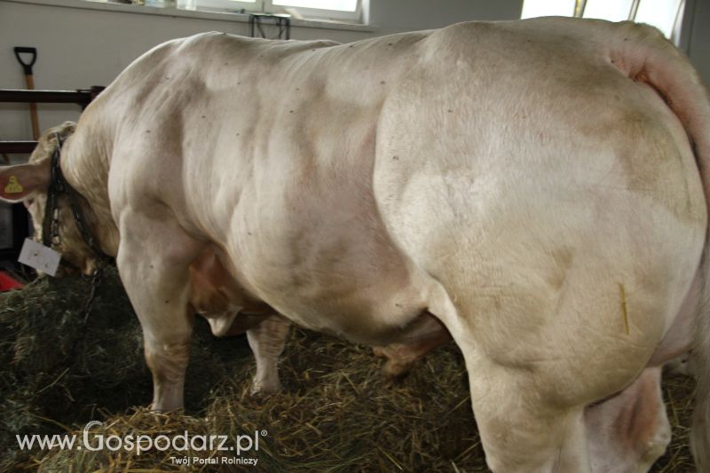 I Krajowa Wystawa Bydła Mięsnego w Sielinku - niedziela