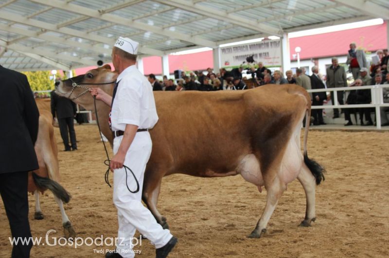 VII Ogólnopolska Wystawa Bydła Hodowlanego - Sielinko 2012
