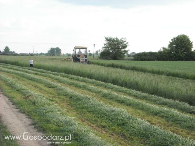 pierwsze sianokosy w roli głownej ursus c330M...