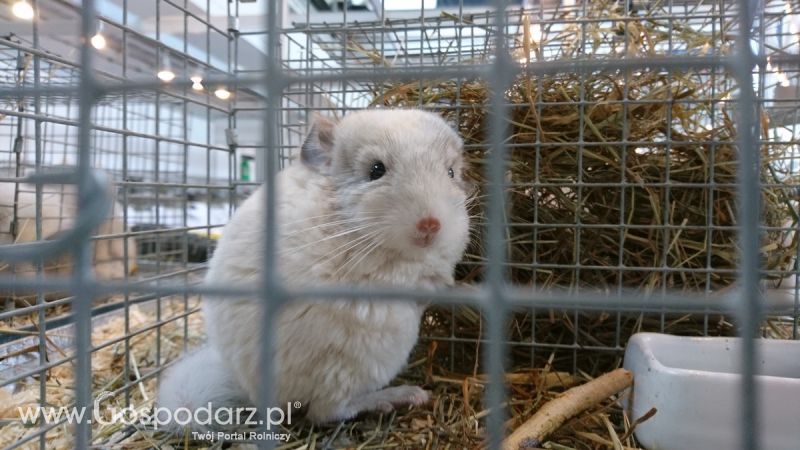 Narodowa Wystawa Zwierząt Hodowlanych 2019