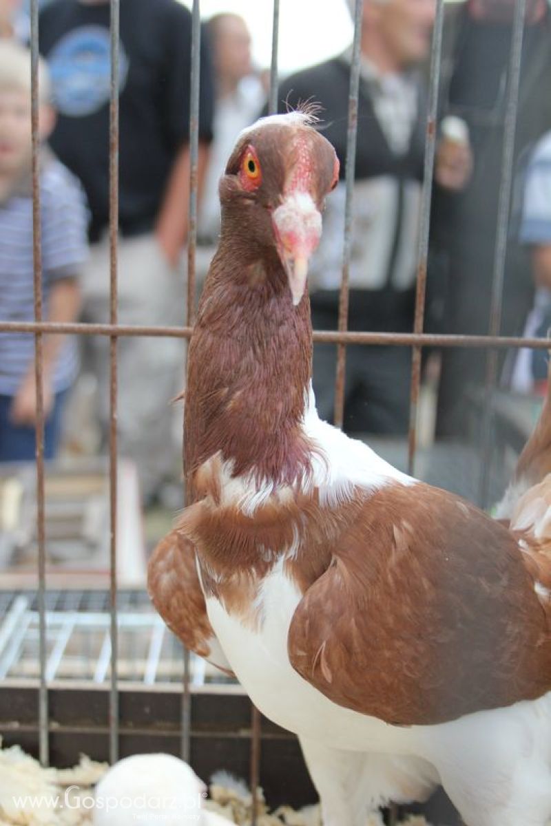 XVIII Regionalna Wystawa Zwierząt Hodowlanych w Szepietowie - niedziela