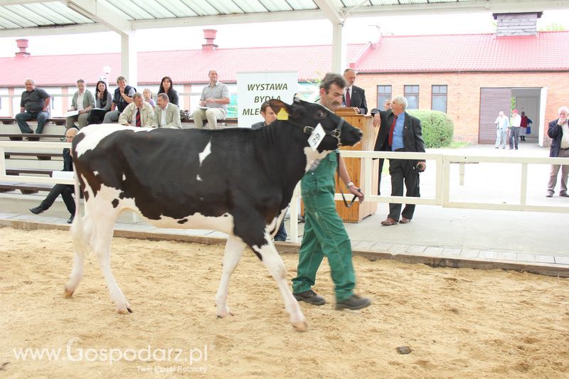 Wystawa bydła Sielinko 2011