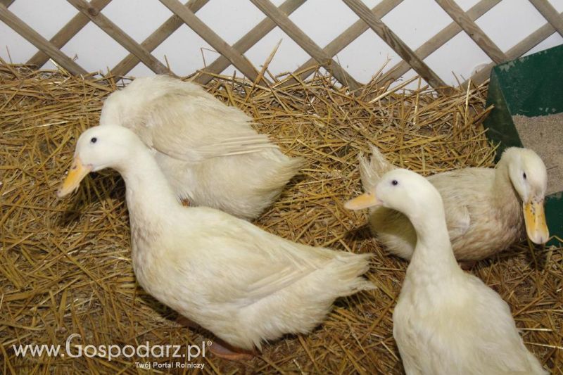 XXVI Krajowa Wystawa Zwierząt Hodowlanych - piątek