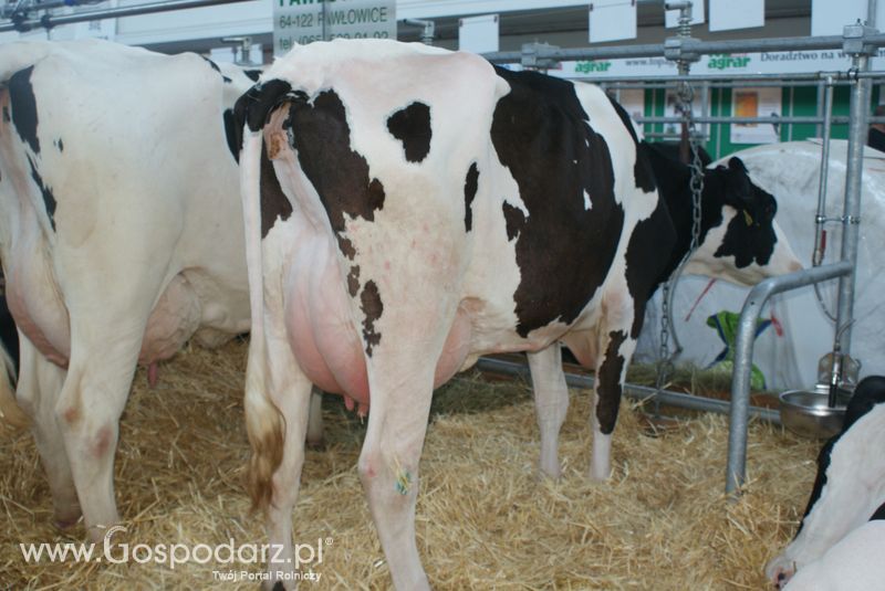 Bydło mleczne na XXV Krajowej Wystawie Zwierząt Hodowlanych