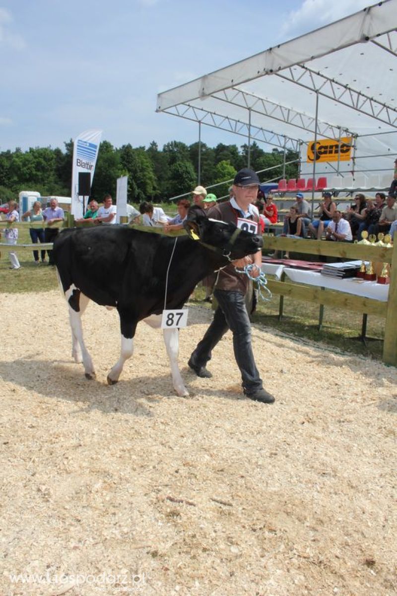 Superchampioni i championi Śląskiej Wystawy Bydła Mlecznego Opolagra 2011