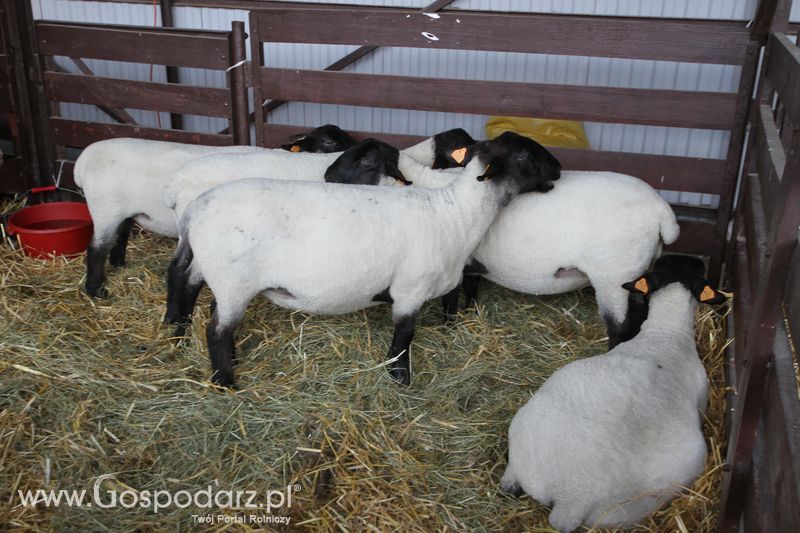  Regionalna Wystawa Zwierząt Hodowlanych W Szepietowie 2016 z Gospodarz.pl