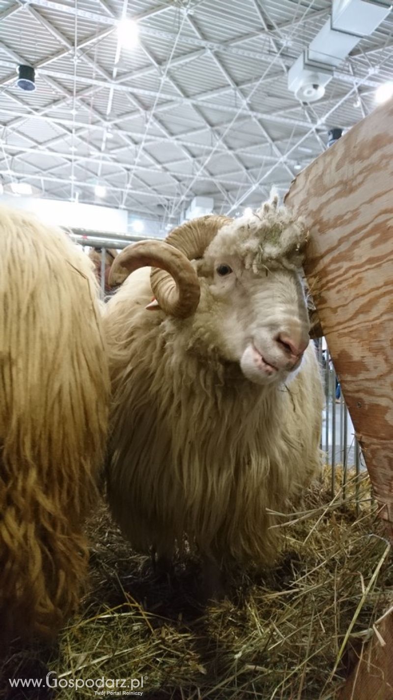 Narodowa Wystawa Zwierząt Hodowlanych 2019