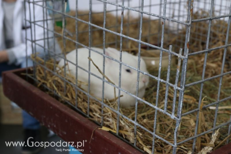Krajowa Wystawa Zwierząt Hodowlanych w Poznaniu 2017 (sobota, 6 maja)