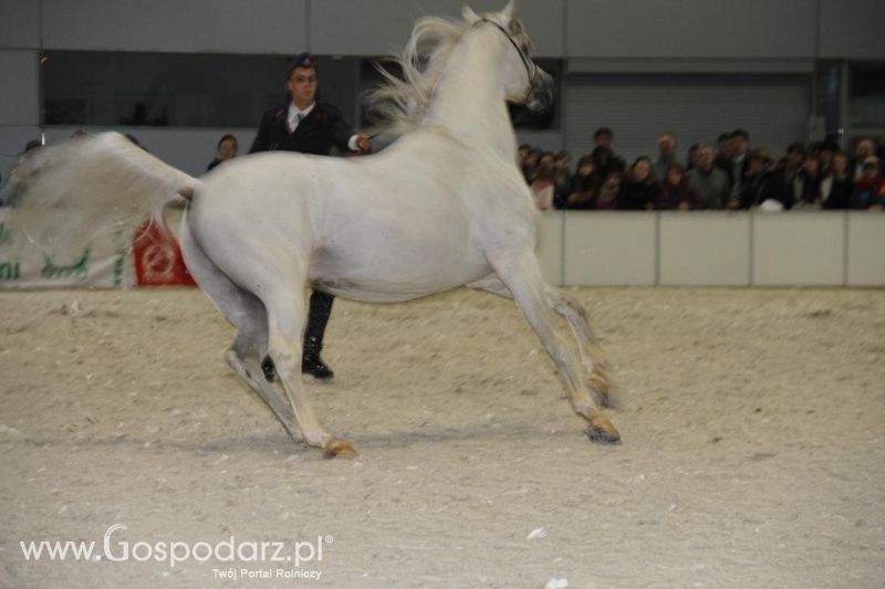 CAVALIADA 2013 w Poznaniu