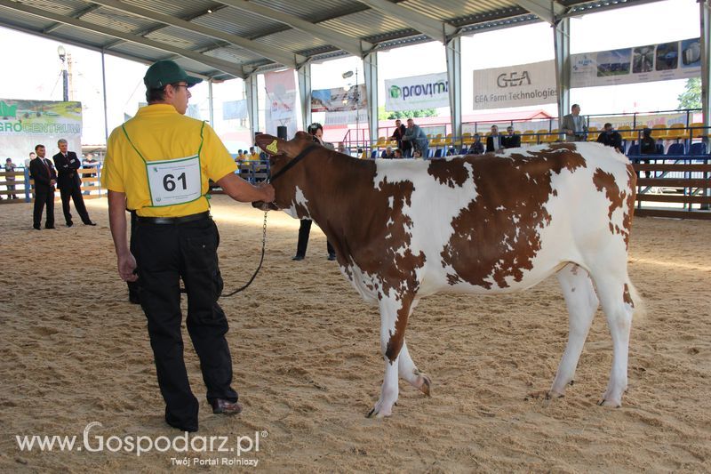XVIII Regionalna Wystawa Zwierząt Hodowlanych i Dni z Doradztwem Rolniczym w Szepietowie - Sobota