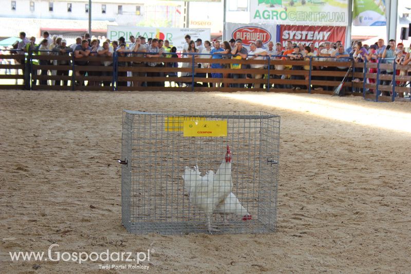 Nagrody - Szepietowo 2012 XIX Regionalna Wystawa Zwierząt Hodowlanych