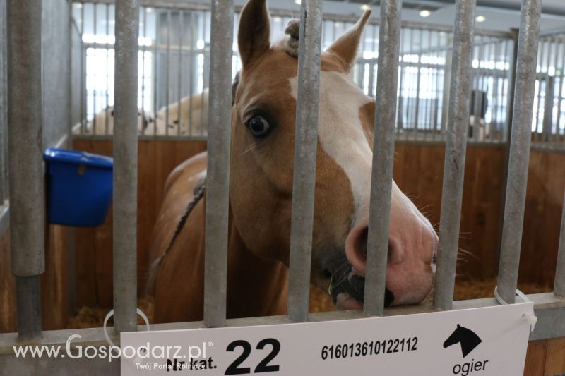 Krajowa Wystawa Zwierząt Hodowlanych w Poznaniu 2017 (niedziela, 7 maja)