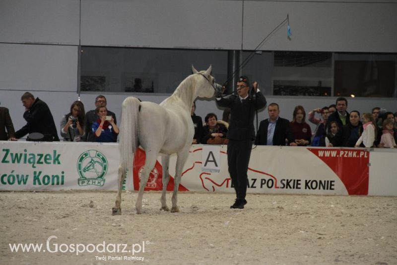 CAVALIADA 2013 w Poznaniu