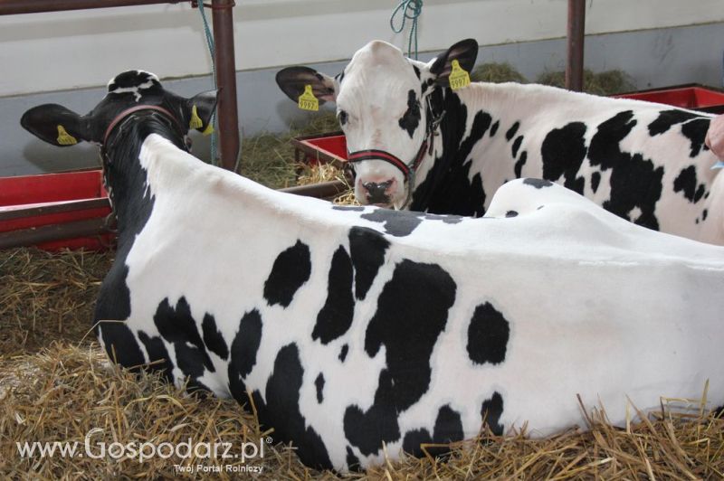VII Ogólnopolska Wystawa Bydła Hodowlanego - Sielinko 2012