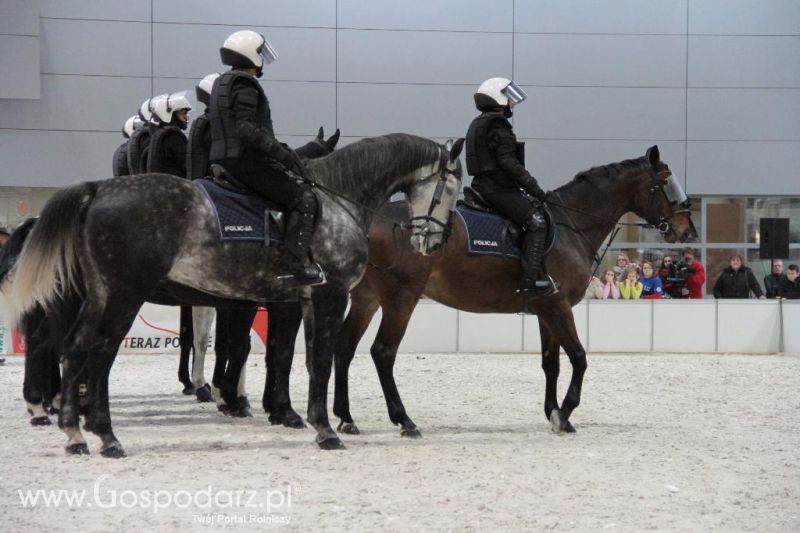 CAVALIADA 2013 w Poznaniu