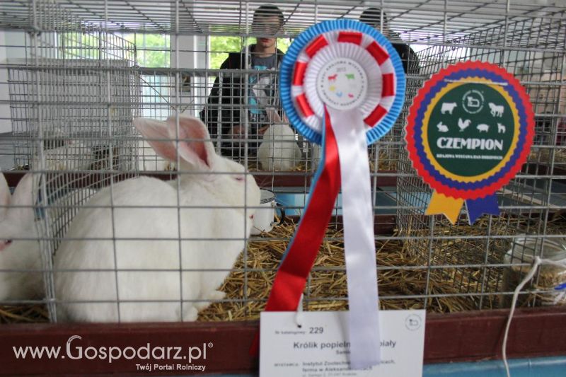 XXVI Krajowa Wystawa Zwierząt Hodowlanych - sobota i niedziela